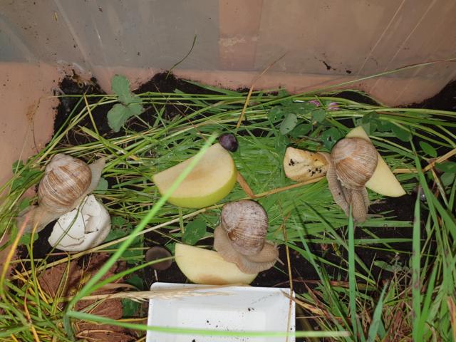 Spannendes Projekt an der RvGS-Gammelsbach: Schüler entdecken die Welt der Weinbergschnecken